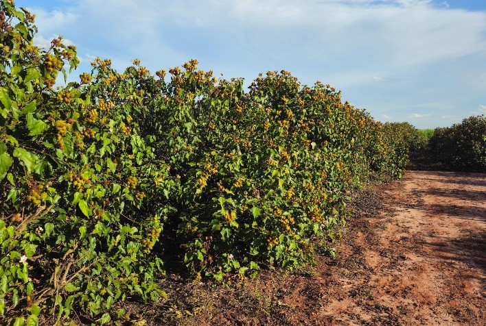 Urucum de Paranacity conquista a primeira Indicação Geográfica para o fruto no Brasil