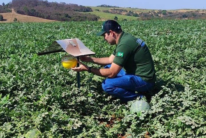 Agrodefesa Garantia da Qualidade Fitossanitária da Melancia Goiana para Exportação