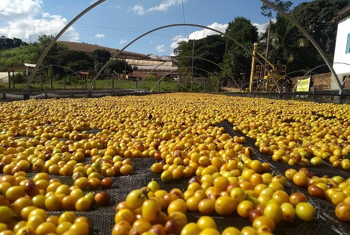 O Papel do Arame na Produção de Café: Tecnologia e Qualidade em Cada Etapa do Processo