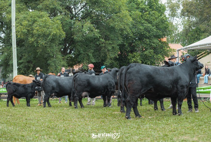 ExpoBrangus 2025: Maior Mostra da Raça Brangus terá Três Dias de Julgamentos em Uruguaiana