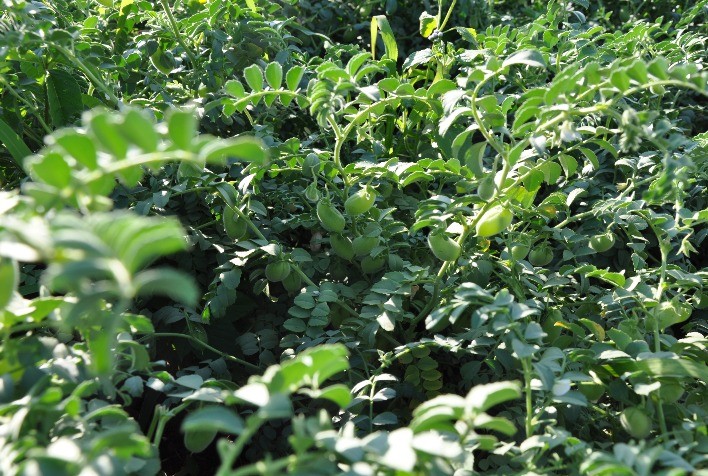 Embrapa Reforça Banco Ativo de Germoplasma com Novos Acessos de Grão-de-Bico Provenientes dos EUA