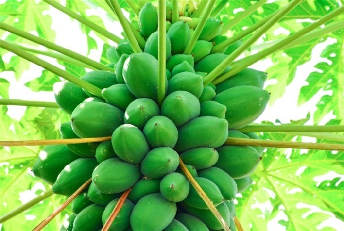 Topgene Revoluciona a Produção de Mamão com Mudas Clonadas e Inovação Tecnológica