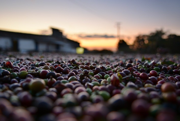 Expectativa de Quebra na Safra de Café Arábica do Brasil em 2025 é Menor que o Esperado, Avalia illycaffè