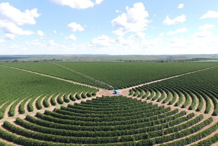 Colheita de Café na Alta Mogiana Começa com Preços Firmes, Mas Expectativa de Menor Produtividade