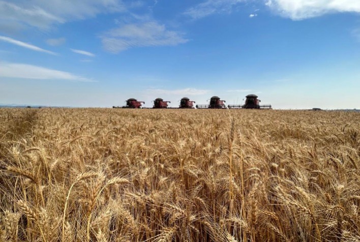 Moagem reduzida, estoques altos e pressão internacional desafiam mercado do trigo no Brasil