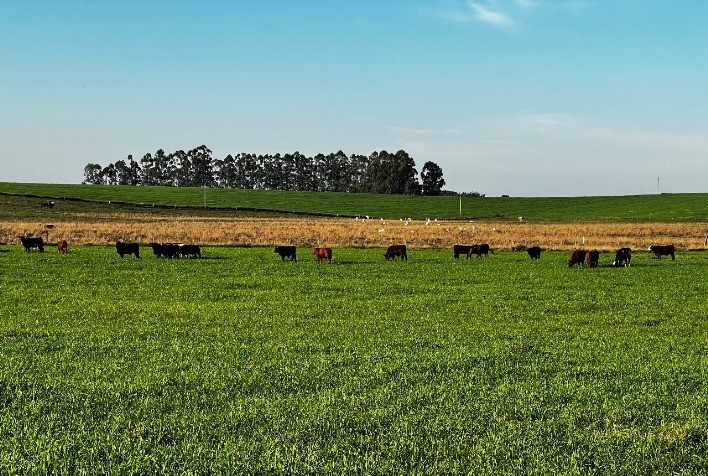 Impactos da Falta de Chuva nas Pastagens de Inverno do Rio Grande do Sul