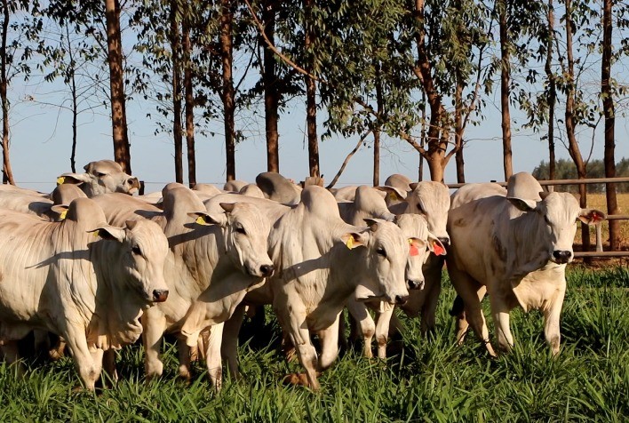 Frigoríficos ampliam escalas de abate e preços do boi gordo seguem em queda no Brasil