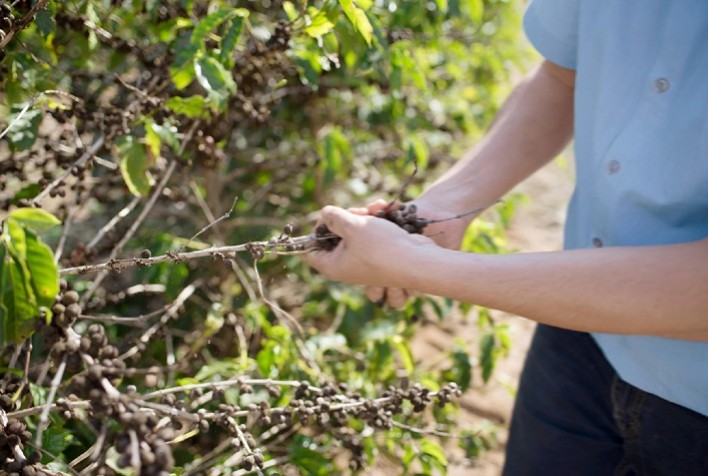 Bayer Destaca Soluções Integradas para a Cafeicultura no 10º Coffee Dinner & Summit