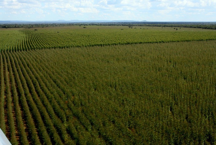 Grupo Ouro Verde Florestal se Estabelece como Referência no Setor com Soluções Sustentáveis do Plantio à Colheita