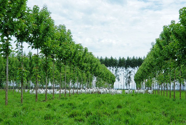Sistema Bacaeri – BoiTeca: Inovação na Integração Pecuária-Floresta e Potencial Econômico para o Produtor Rural