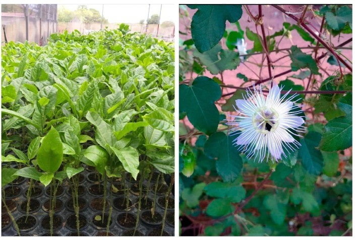 Embrapa e Ufersa Lançam Cultivar de Porta-Enxerto de Maracujá Resistente à Fusariose