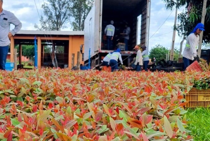 Forte Mudas Florestais: Expansão de Viveiro Eleva Produção em 150% e Impulsiona Inovação no Setor Florestal