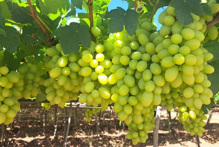 Embrapa Lança a BRS 54 Lumiar: Nova Uva Branca Sem Sementes Revoluciona o Cultivo no Semiárido