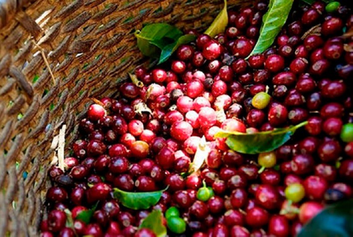 Produção de café na Colômbia cresce 31% e atinge maior nível desde 1992