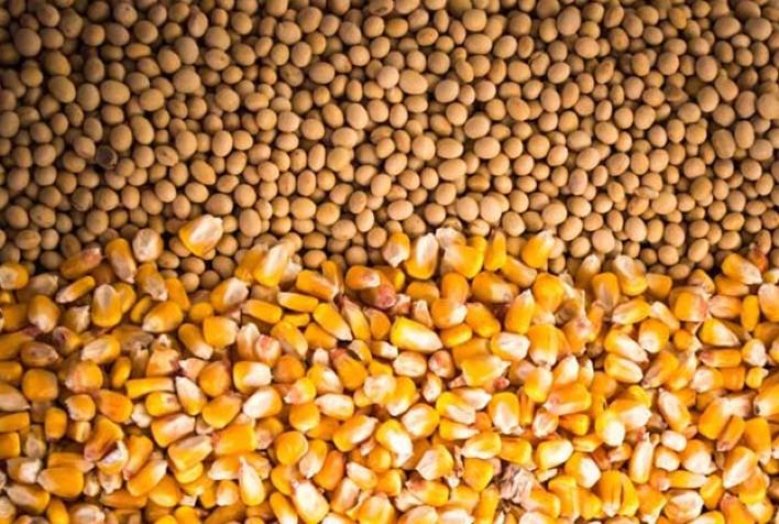 USDA projeta estoques reduzidos de soja e milho para 2025/26 e destaca forte demanda chinesa