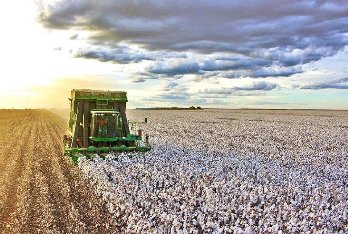 Soluções Inovadoras para a Cotonicultura São Destaques no São Paulo Cotton Day 2025