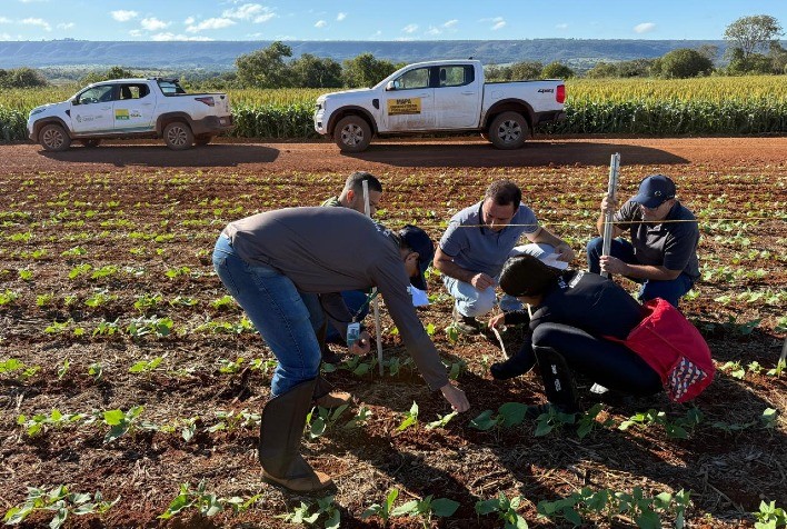 Agrodefesa Monitora Mosca-Branca e Virose do Feijoeiro em Goiás: Medida visa Avaliar Impactos da Suspensão Temporária do Vazio Sanitário