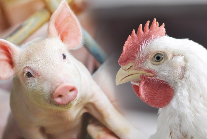 Custos de Produção de Frangos de Corte e Suínos Registram Alta em Abril de 2025