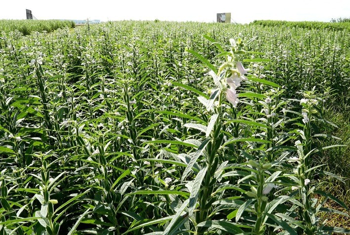 Proventus Field Day Apresenta as Perspectivas para o Cultivo de Gergelim em Mato Grosso