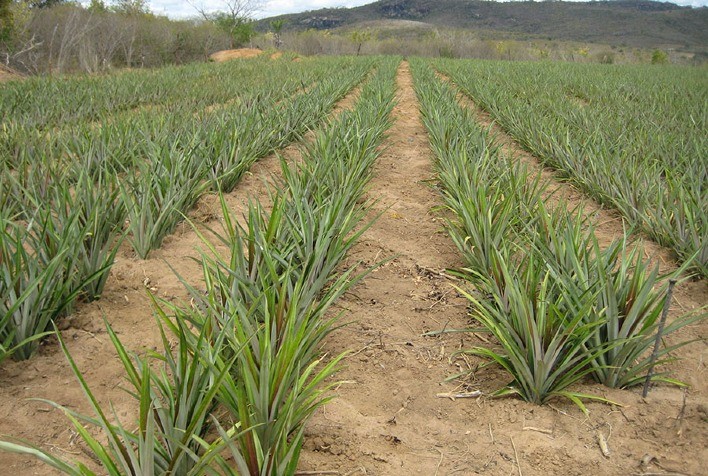 Zoneamento climático do abacaxi é ampliado para todo o Brasil com nova versão do Zarc