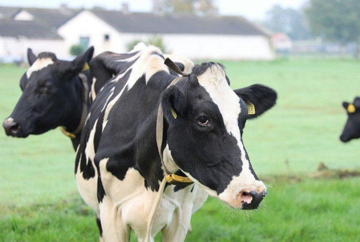 Controle Eficiente de Vermes Pode Evitar Perdas Bilionárias na Pecuária Leiteira