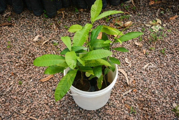 Inovação no Cultivo de Castanheiras no Acre: Como Baldes Plásticos Viraram Mini Estufas para a Produção Sustentável de Mudas