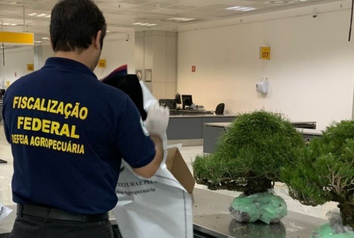 Vigiagro apreende bonsais importados irregularmente no Aeroporto de Guarulhos