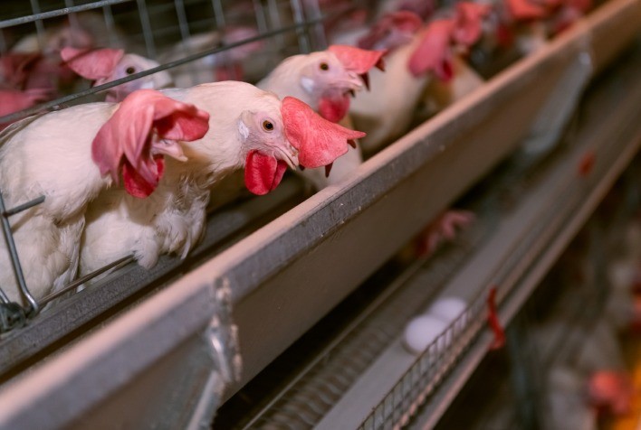 Nutrição estratégica prolonga produtividade de poedeiras mais velhas e preserva a qualidade dos ovos