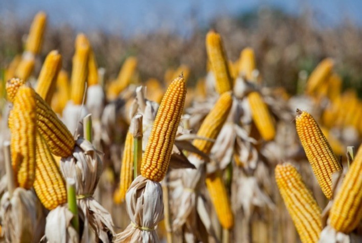 Mercado de milho apresenta lentidão e variações regionais nos preços