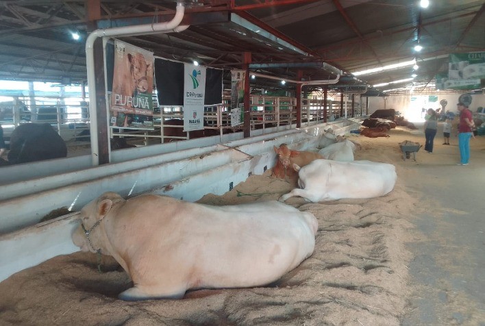 Raça Purunã, criação paranaense, é destaque do IDR-Paraná na Expoingá 2025