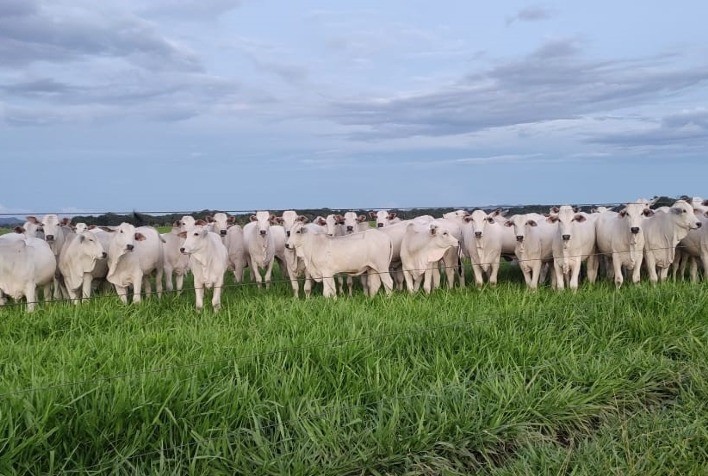 Tocantins celebra avanço genético da pecuária com encerramento da 4ª Prova de Ganho de Peso