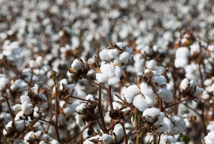 Pragas ameaçam lavouras de algodão no Cerrado e exigem ações coordenadas de manejo