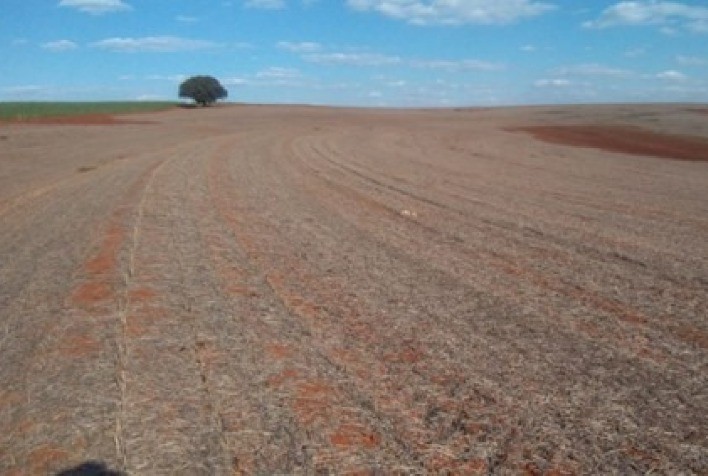 Plantio Direto sob ameaça: falhas no manejo comprometem sustentabilidade de solos agrícolas