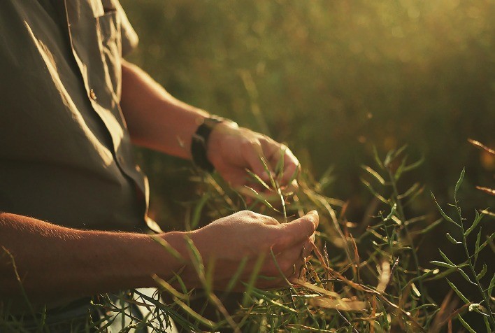 Canola ganha destaque na agricultura do futuro em novo episódio da websérie Rota Regenerativa