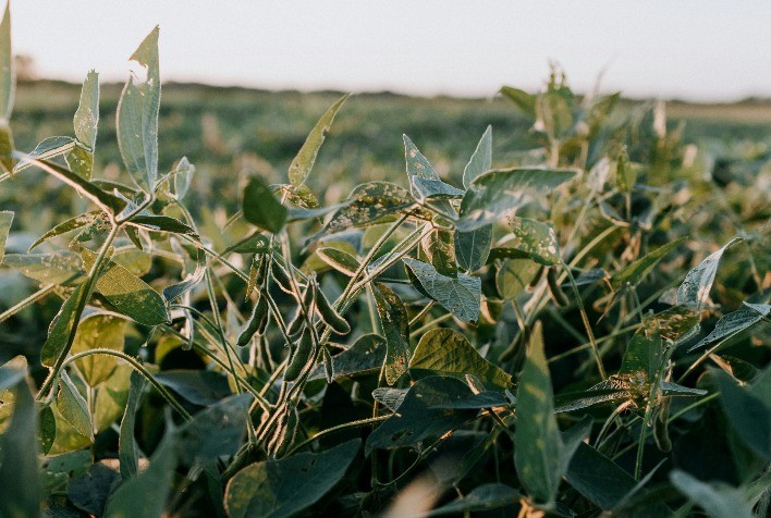 Pesquisadores desenvolvem pesticida nanoencapsulado para soja: mais eficaz, sustentável e com menor impacto ambiental