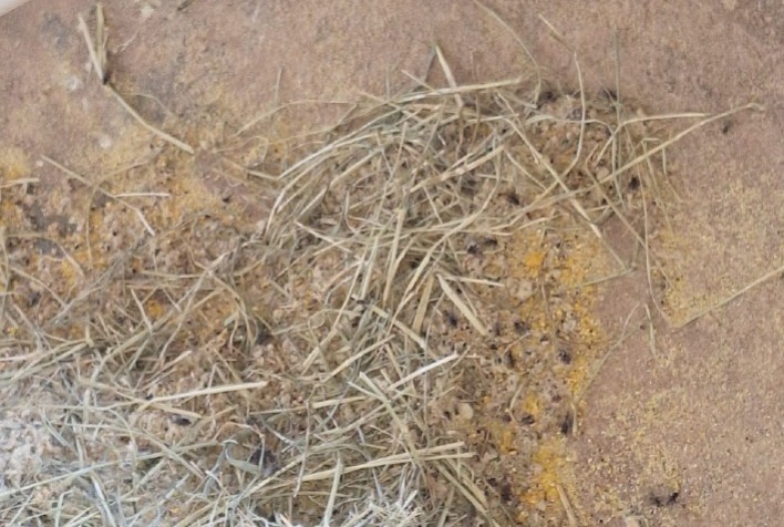 Controle da Mosca Doméstica é Fundamental em Fazendas, Haras e Criações de Suínos e Aves