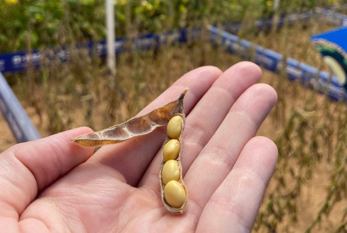 Sementes certificadas de soja impulsionam produtividade e garantem sustentabilidade no campo