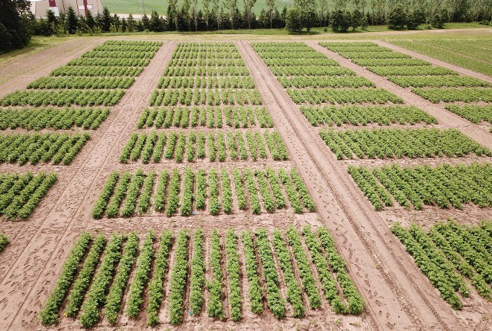 GreenLight Biosciences avança com herbicida à base de RNA e inaugura nova era no controle sustentável de plantas daninhas