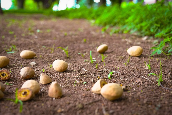 Binatural impulsiona desenvolvimento sustentável no Cerrado com potencial de gerar R$ 405 bilhões ao ano até 2030