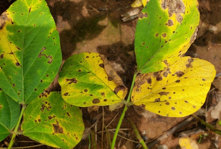Mancha-alvo e cercospora se consolidam como principais ameaças à soja em MT, aponta Fundação Rio Verde