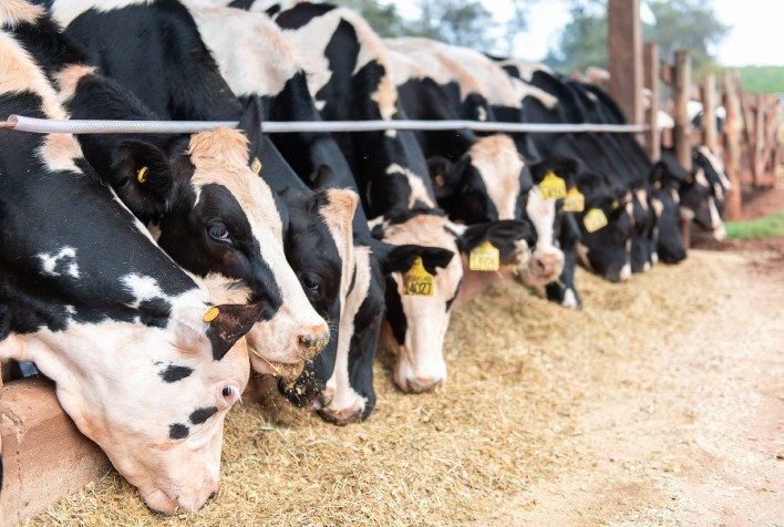 Novo relatório da Emater/RS destaca dados regionalizados da cadeia leiteira no Rio Grande do Sul