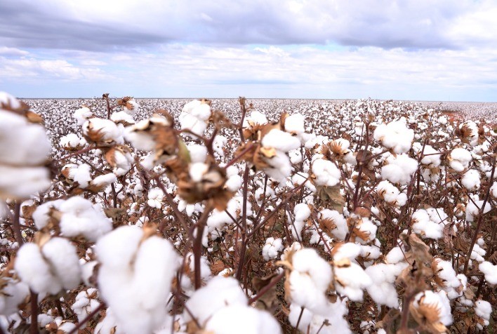 Algodão Deltapine destaca-se em Mato Grosso com alta produtividade e qualidade da fibra