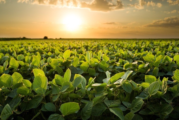 Bionematicida reduz em até 65% os nematoides e melhora produtividade em lavouras brasileiras