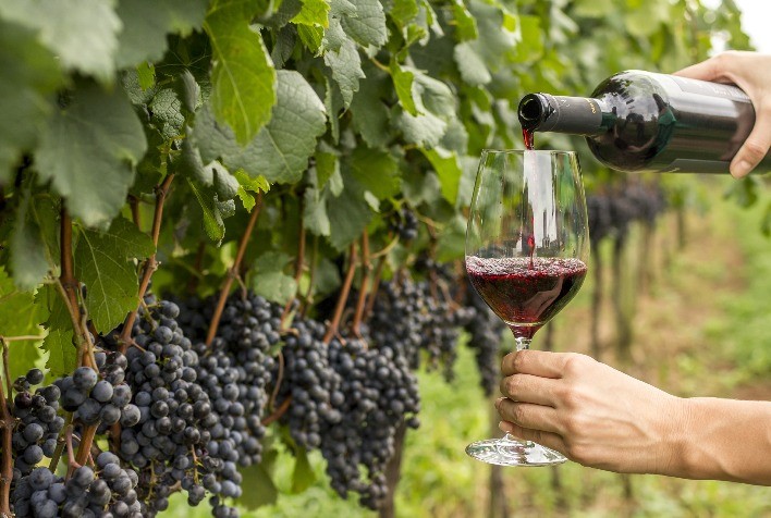 Sustentabilidade será tema central no 3º Fórum de Vitivinicultura da Campanha Gaúcha