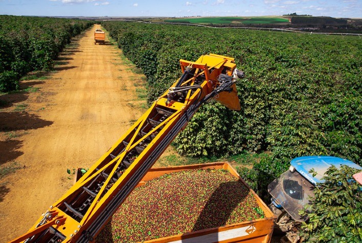 Produtores brasileiros seguram vendas da nova safra de café em meio à boa capitalização, aponta Hedgepoint