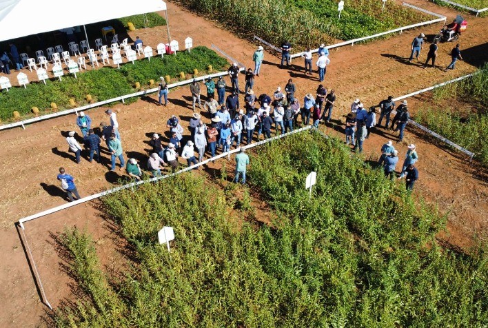 Cultivos especiais ganham espaço no agronegócio de Mato Grosso com promessa de rentabilidade e baixo risco