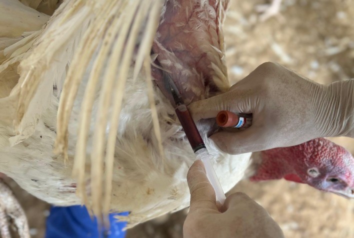 Confirmação de Influenza Aviária em Granja no RS Reforça Necessidade de Investimentos na Fiscalização Agropecuária