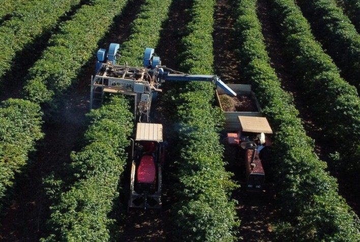 USDA prevê queda na safra de café arábica nos principais países produtores; conilon tem cenário positivo para 2025