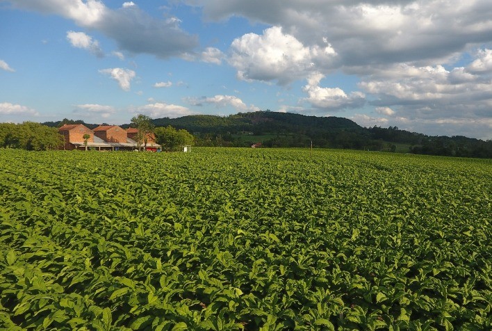 Chuvas impulsionam início da nova safra de tabaco no Rio Grande do Sul