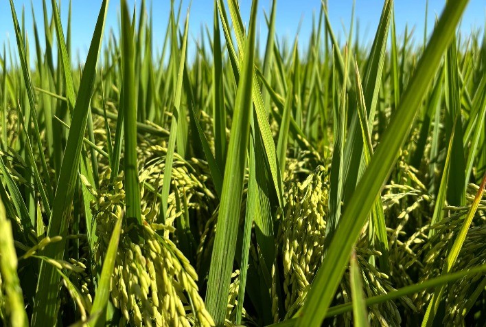 RiceTec lança híbrido de arroz com pegada de carbono reduzida e ciclo mais curto